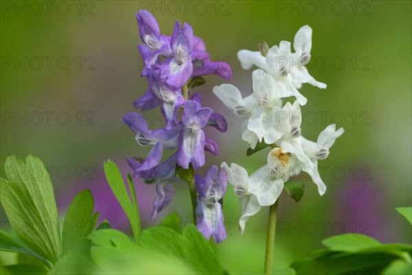 Flowering (Corydalis cava) in spring