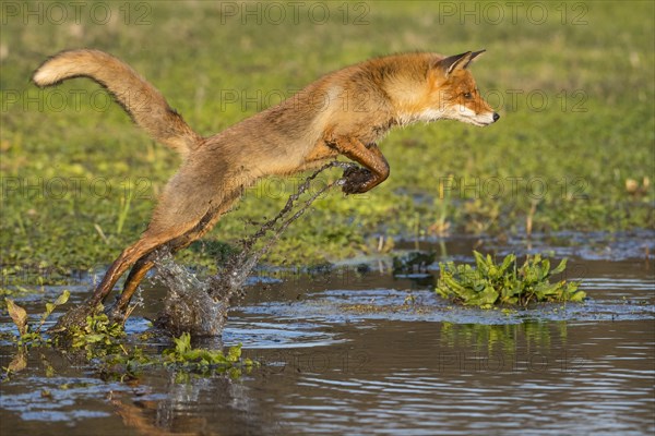Red fox (Vulpes vulpes ) jumps over a water body