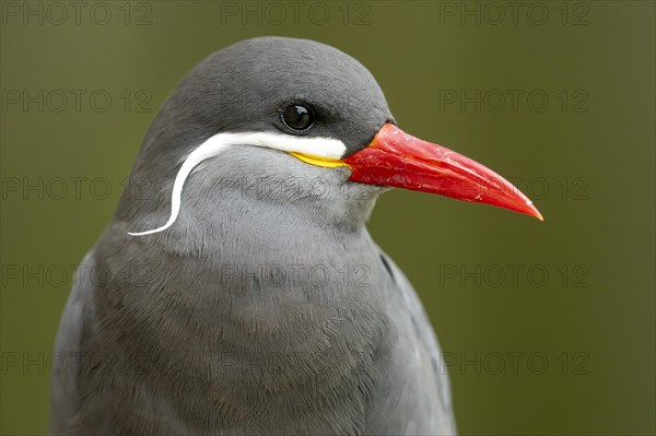 Inca tern (Larosterna Inca)