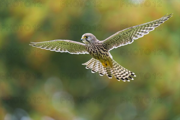 Flying (Falco tinnunculus) hunting in a shaking flight