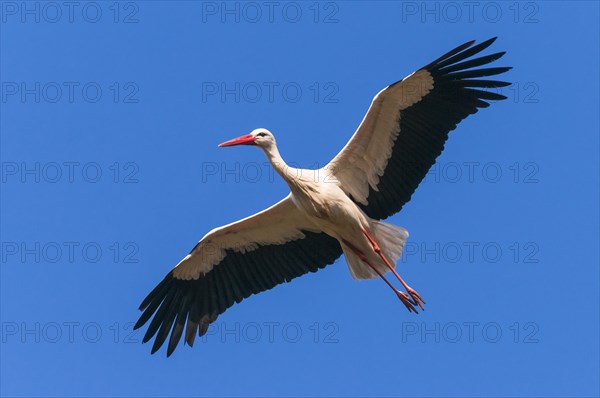 Flying (Ciconia ciconia) in front of blue sky