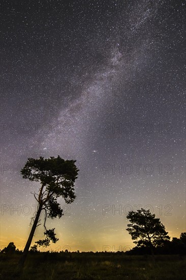 Starry sky with milky way over (Pinus) the Venner Moor