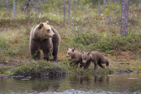 Brown bearin (Ursus arctos ) with juveniles on the shore of a lake at the edge of a boreal coniferous forest