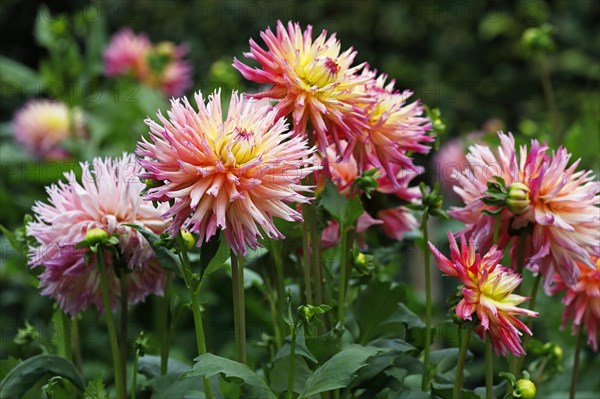 Deer antlers Dahlie variety Nenekazi (Dahlia cultivar Nenekazi)