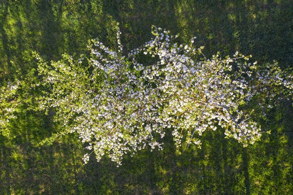 Blooming (Malus domestica) from above