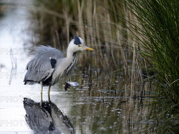 01_ (Ardea cinerea)