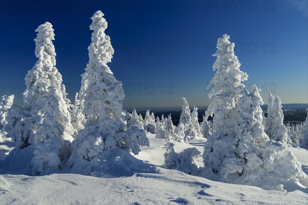 Snowy Spruces (Picea) on the winterly snow-covered Brocken