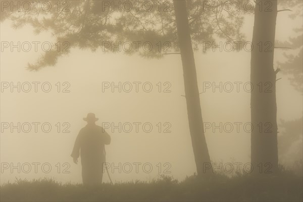 Silhouette of a shepherd under a pine tree in the fog in the heath at sunrise