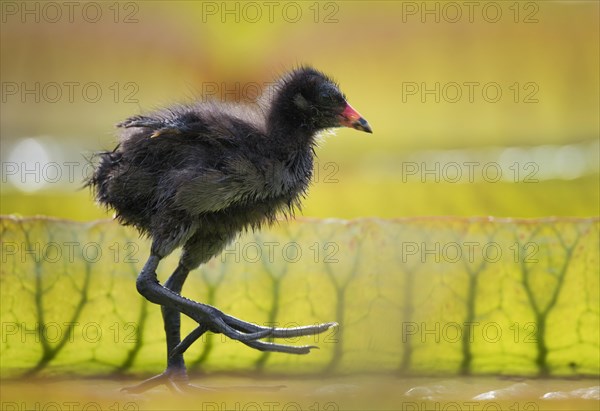 Common moorhen (Gallinula chloropus)