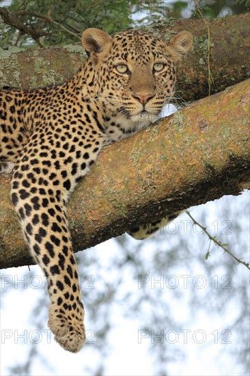 Leopard (Panthera pardus)