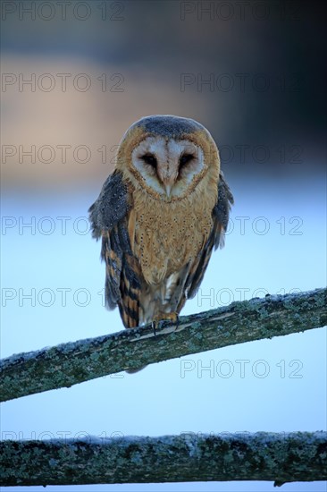 Common barn owl (Tyto alba)