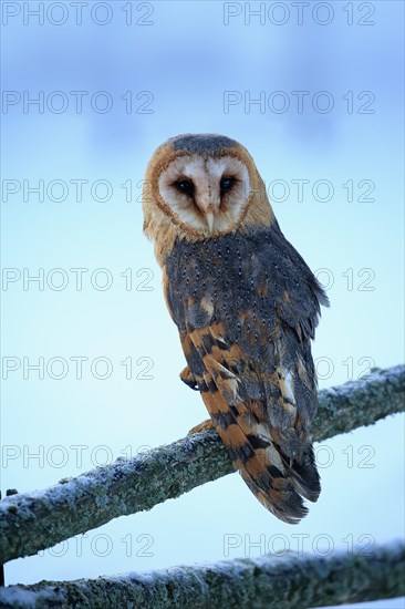 Common barn owl (Tyto alba)