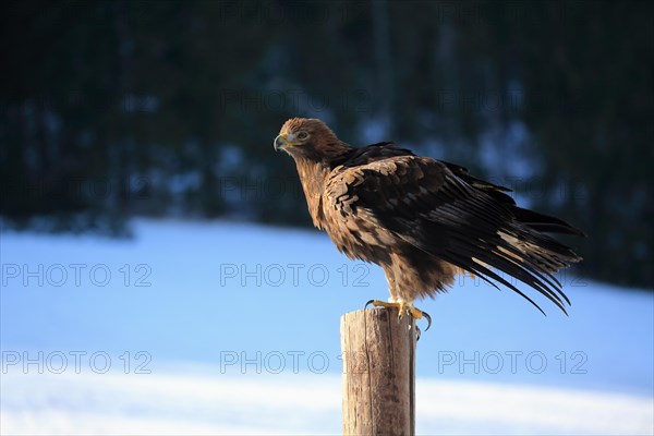 Golden Eagle (Aquila chrysaetos)