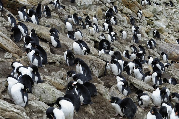 Southern Rockhopper Penguins (Eudyptes chrysocome)