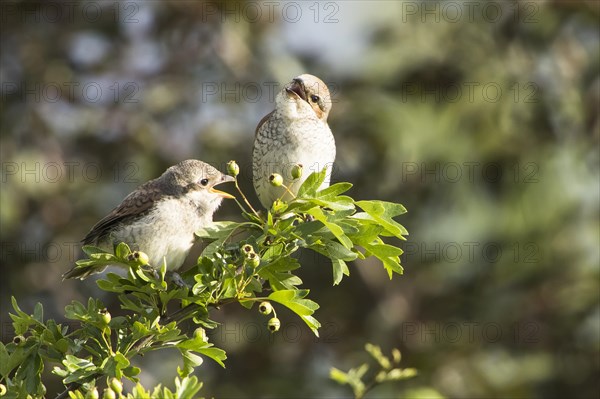 Red-backed shrike (Lanius collurio )