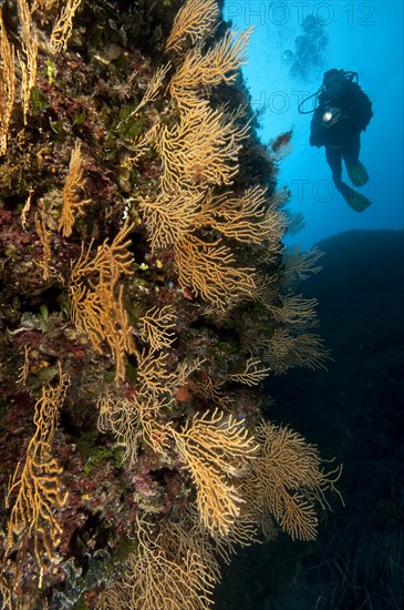 Diver and yellow Mediterranean gorgonian (Eunicella cavolinii)