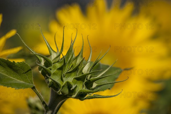 Sunflower (Helianthus annuus)