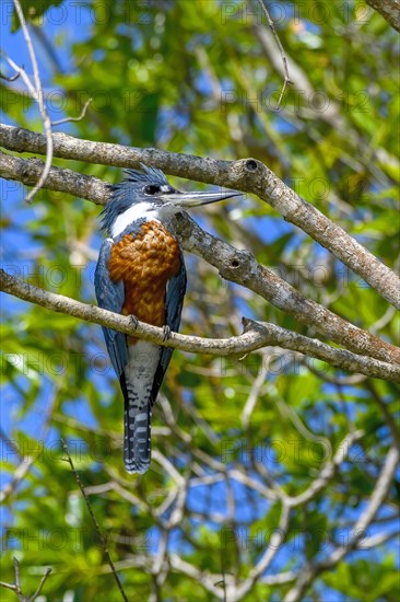 Ringed kingfisher (Megaceryle torquata)