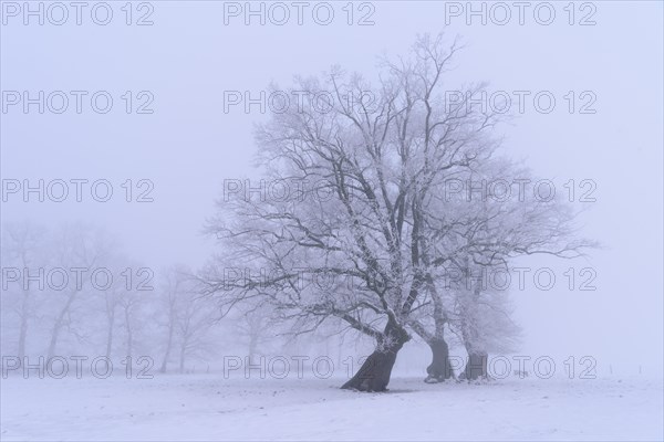 Oak (Quercus) in winter at fog