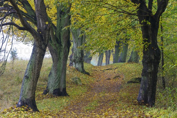 Alley with trees in autumn