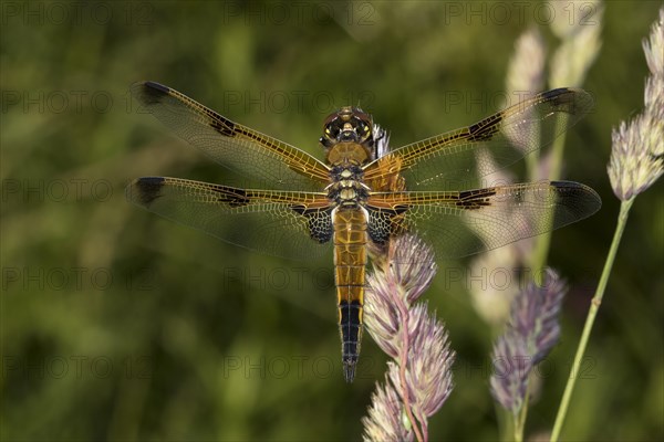 Four-spotted chaser (Libellula quadrimaculata)