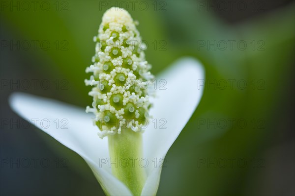 Flower of the (Calla palustris)