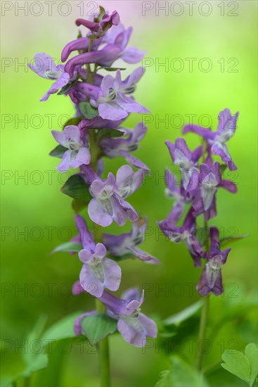 Flowering (Corydalis cava) in spring