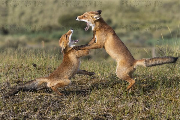 Two fighting (Vulpes vulpes) with wide open mouth