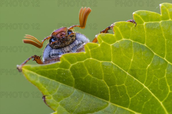 Cockchafer (Melolontha ) looks over a leaf