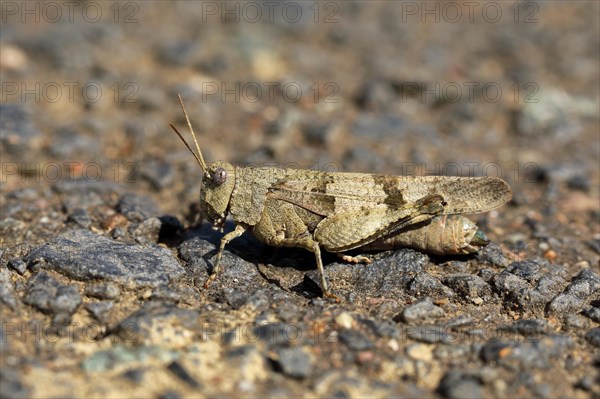Blue-winged grasshopper (Oedipoda caerulescens) on a dirt road