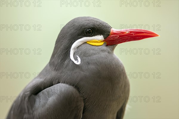 Inca tern (Larosterna Inca)