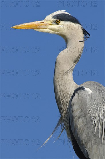 Portrait of one (Ardea cinerea) in front of a blue sky