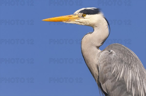 Portrait of one (Ardea cinerea) in front of a blue sky