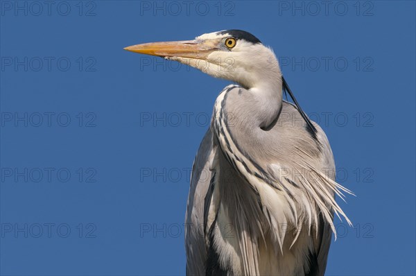 Portrait of one (Ardea cinerea) in front of a blue sky