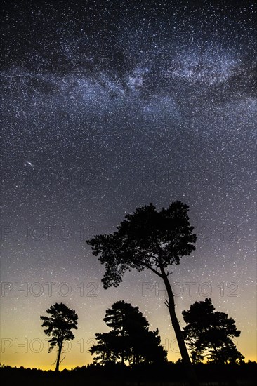 Starry sky with milky way over (Pinus) the Venner Moor