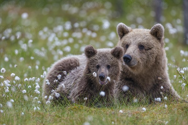 Female (Ursus arctos) with her offspring in a bog