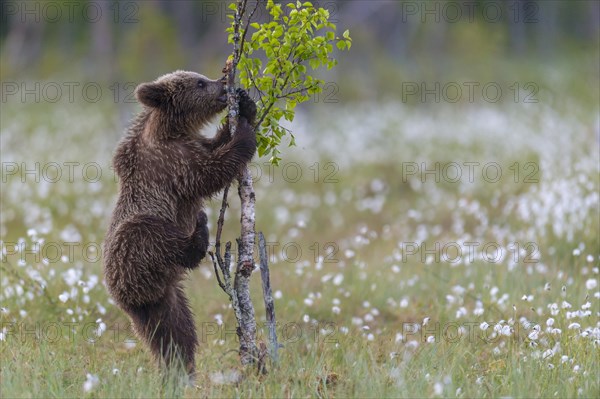 Young (Ursus arctos) playing upright standing in a bog