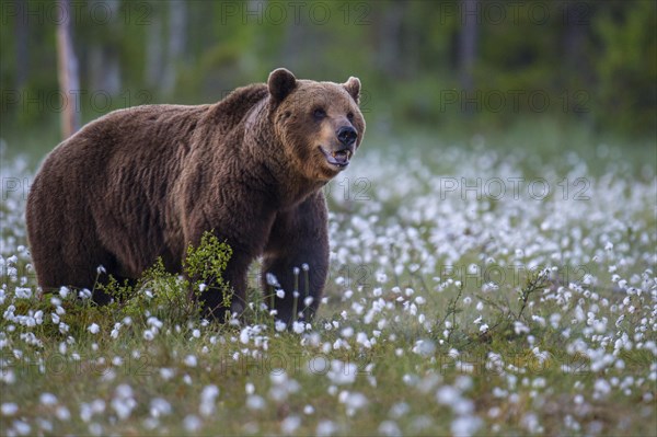 Old male (Ursus arctos) in a bog