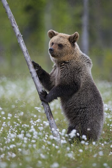 Brown bear (Ursus arctos ) standing upright in a bog