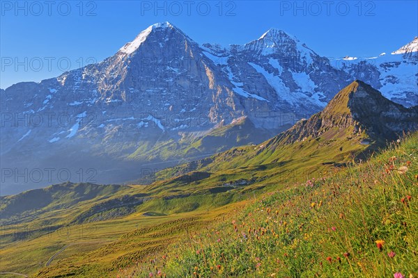 Mountain meadow on the Maennlichen with Eiger and Moench at sunrise