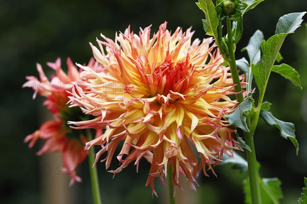 Deer antlers dahlia cultivar Koyo-kujaku (Dahlia cultivar Koyo-kujaku)