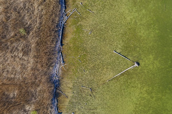 Reed belt and alluvial wood at Lake Ammer near Aidenried