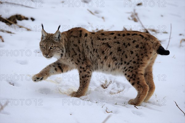 Carpathian Lynx (Lynx lynx carpathicus)