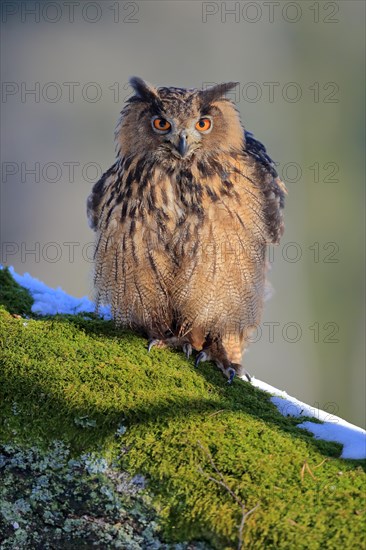 Eurasian eagle-owl (Bubo bubo)