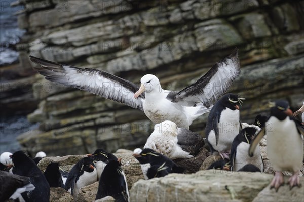 Black-browed Albatross