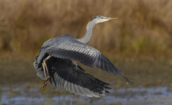 Grey heron (Ardea cinerea )