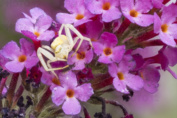 Goldenrod crab spider (Misumena vatia) waiting for (Buddleja davidii)