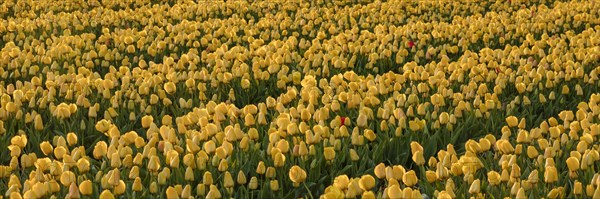 Tulip field at sunset