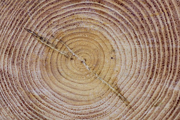 Annual rings of one (Pinus)