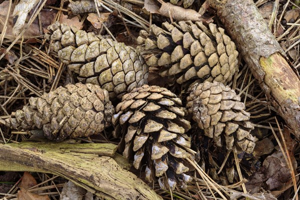 Cone of a (Pinus) at the forest floor